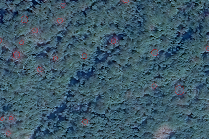 2024年某县松材线虫项目